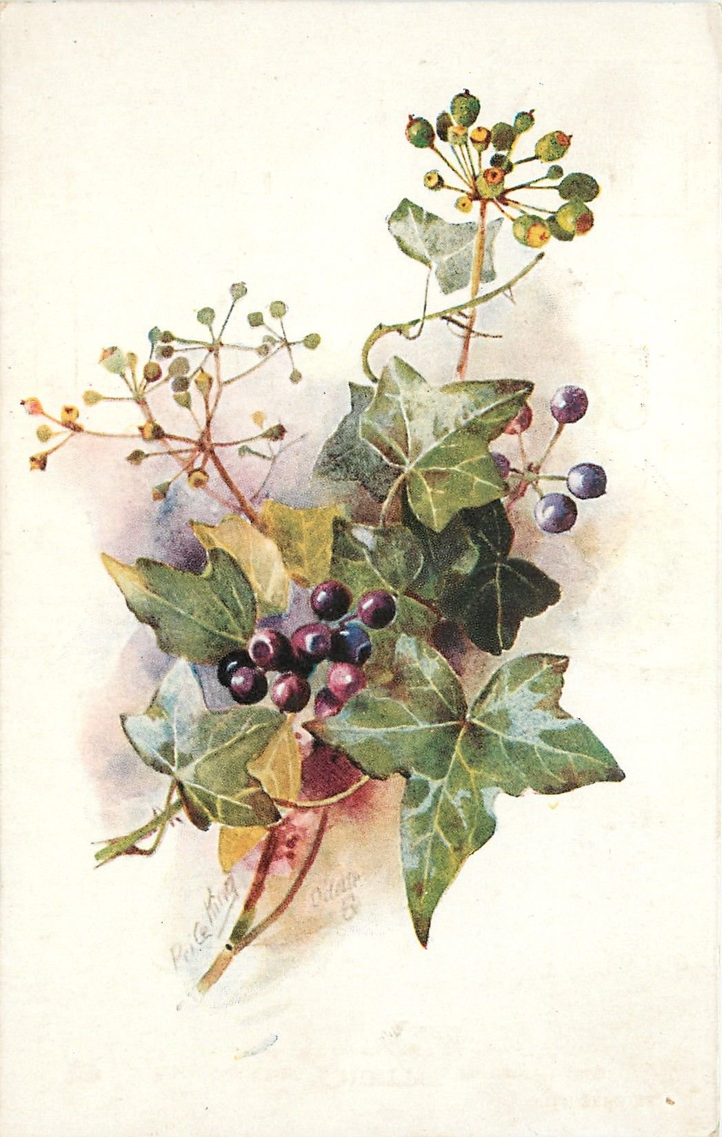 Катарина Кляйн ежевика