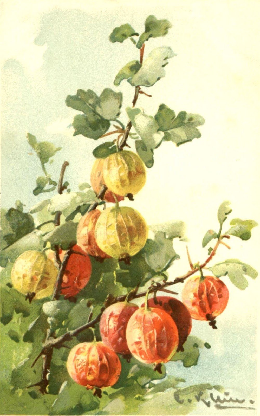 Катарина Кляйн крыжовник