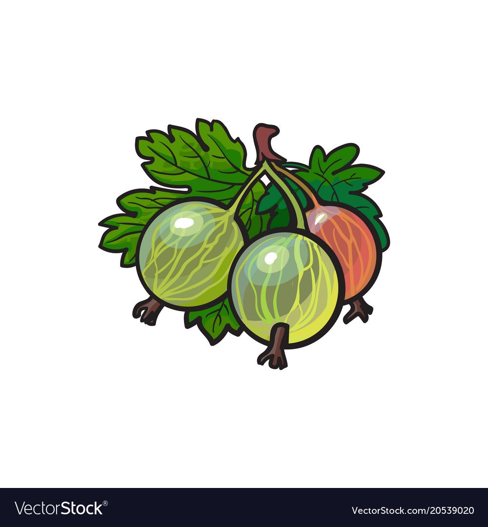 Крыжовник мультяшная