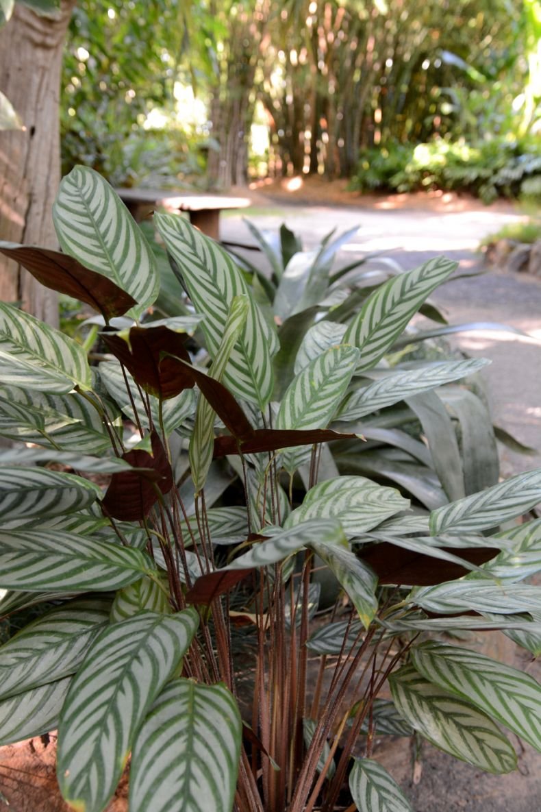 Ctenanthe lubbersiana