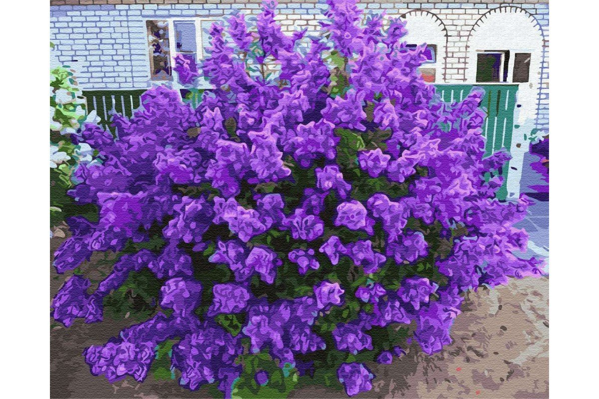 Персидская сирень куст