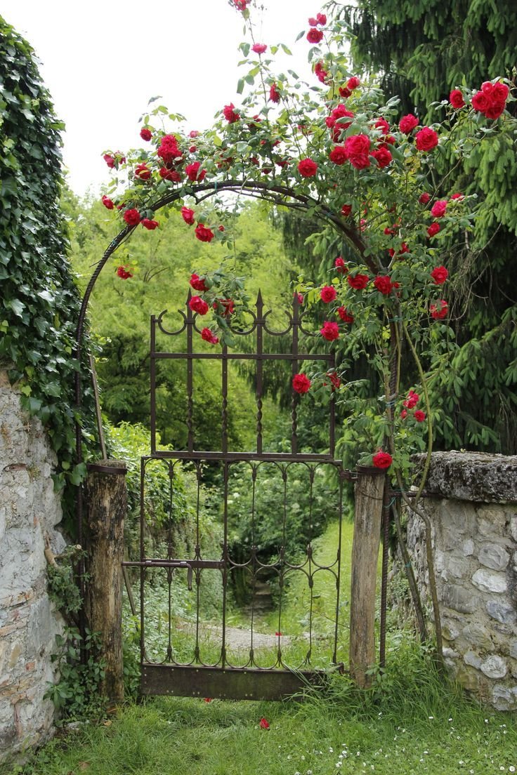 Гарден гейт (Garden Gate) плетистая
