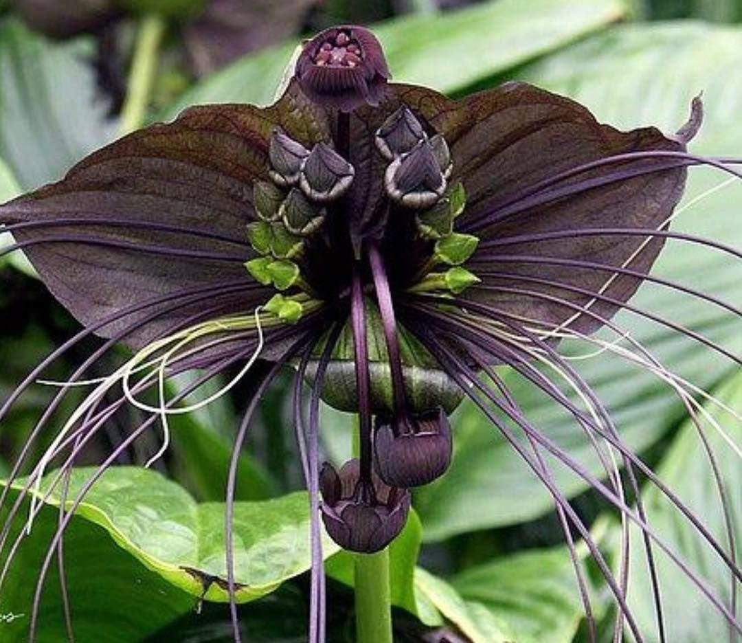 Такка Шантрье Tacca chantrieri