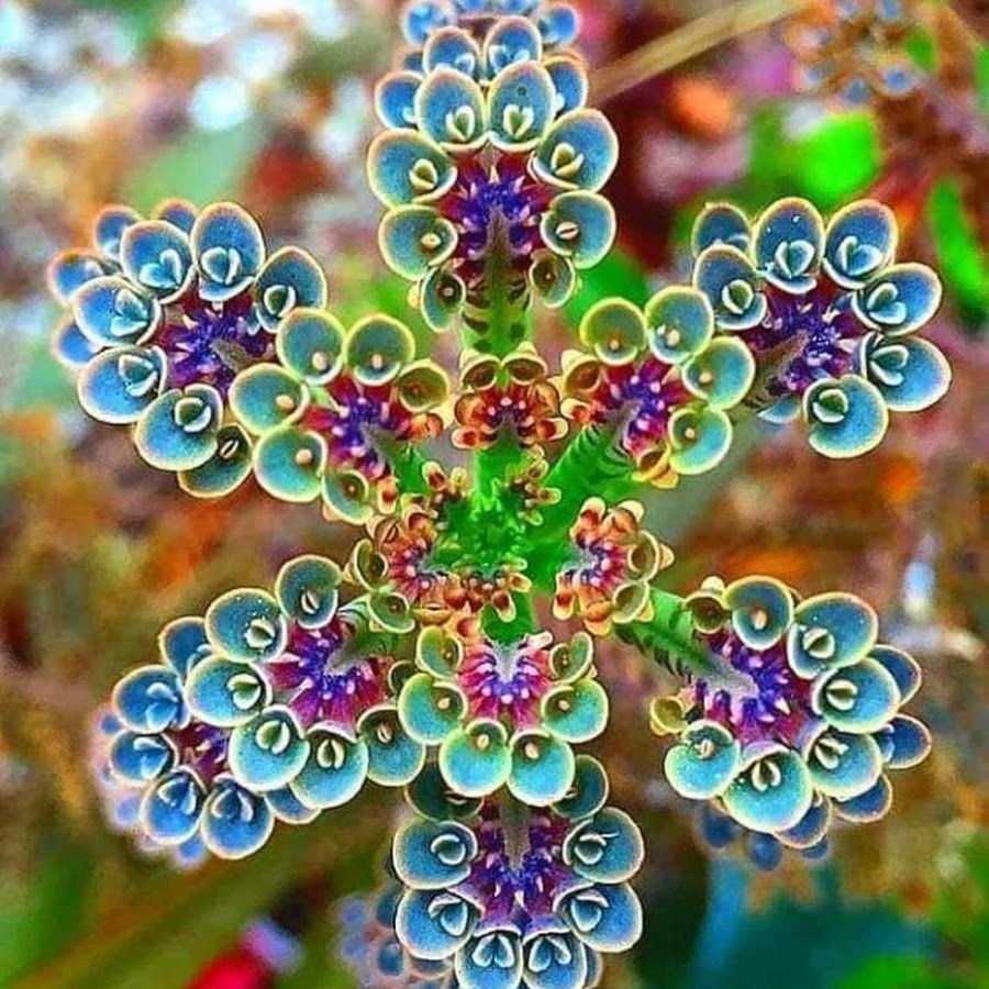 Каланхоэ суккулент
