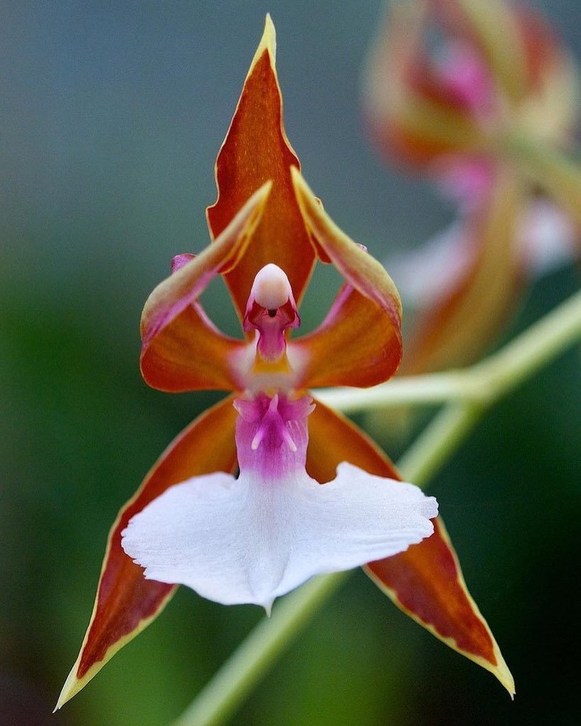 Орхидея балерина Caladenia melanema