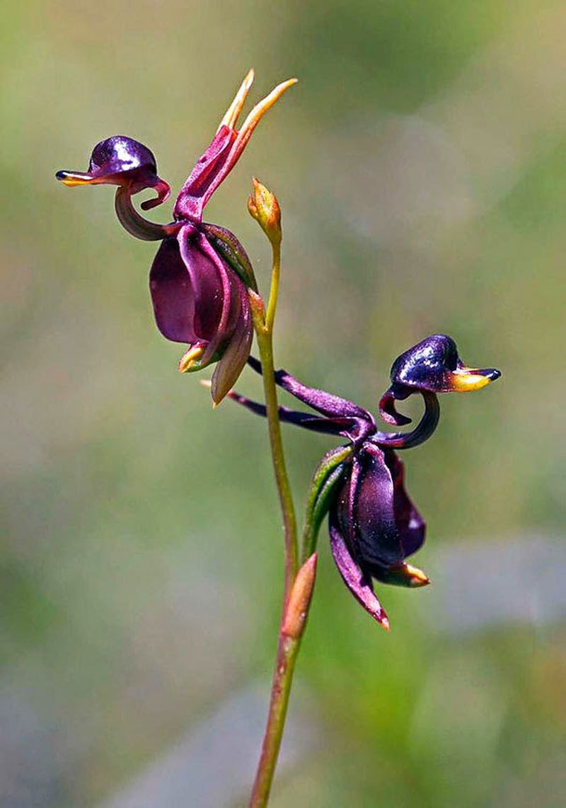Орхидея Калания (Caleana Major)