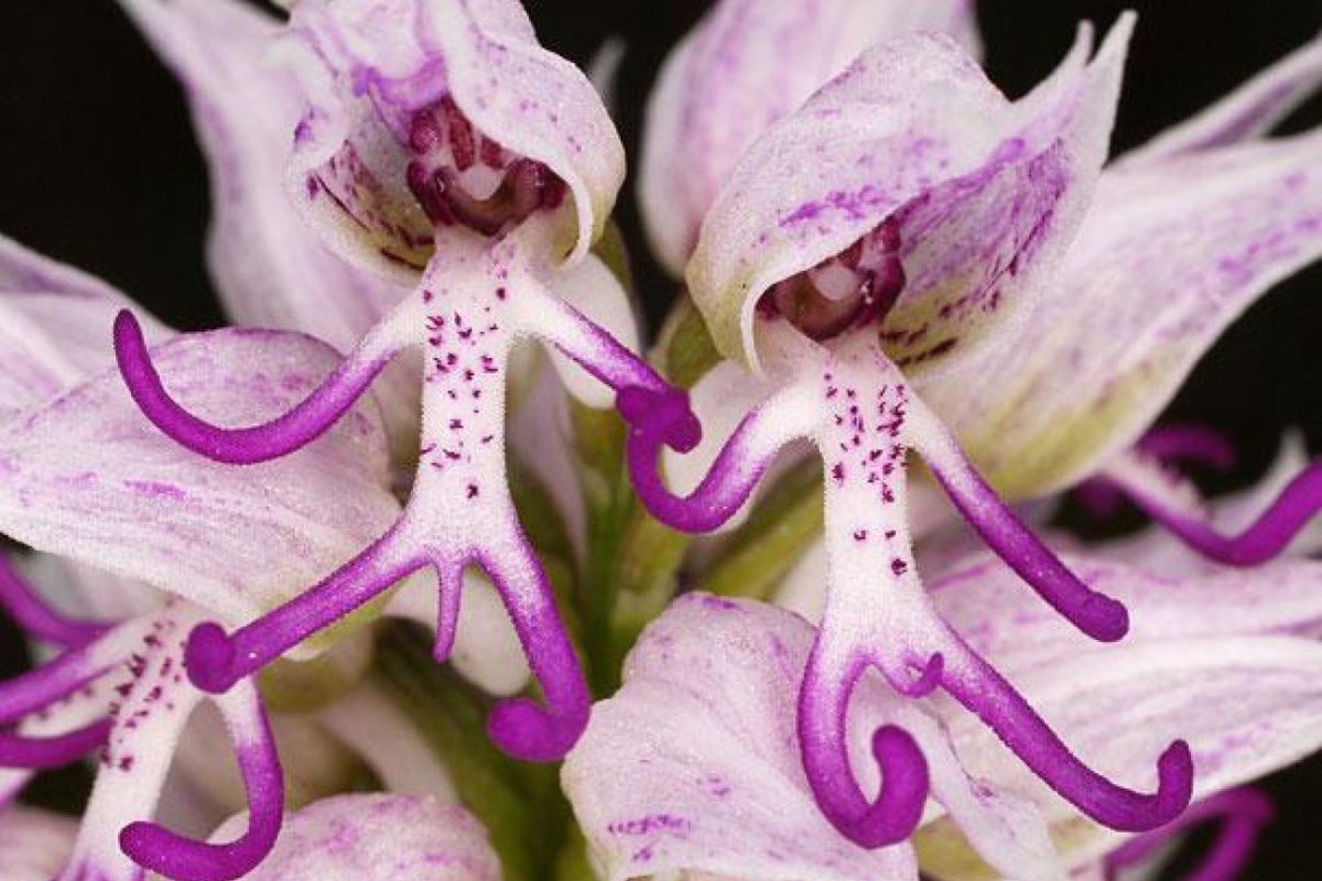 Ятрышник итальянский (Orchis Italica)