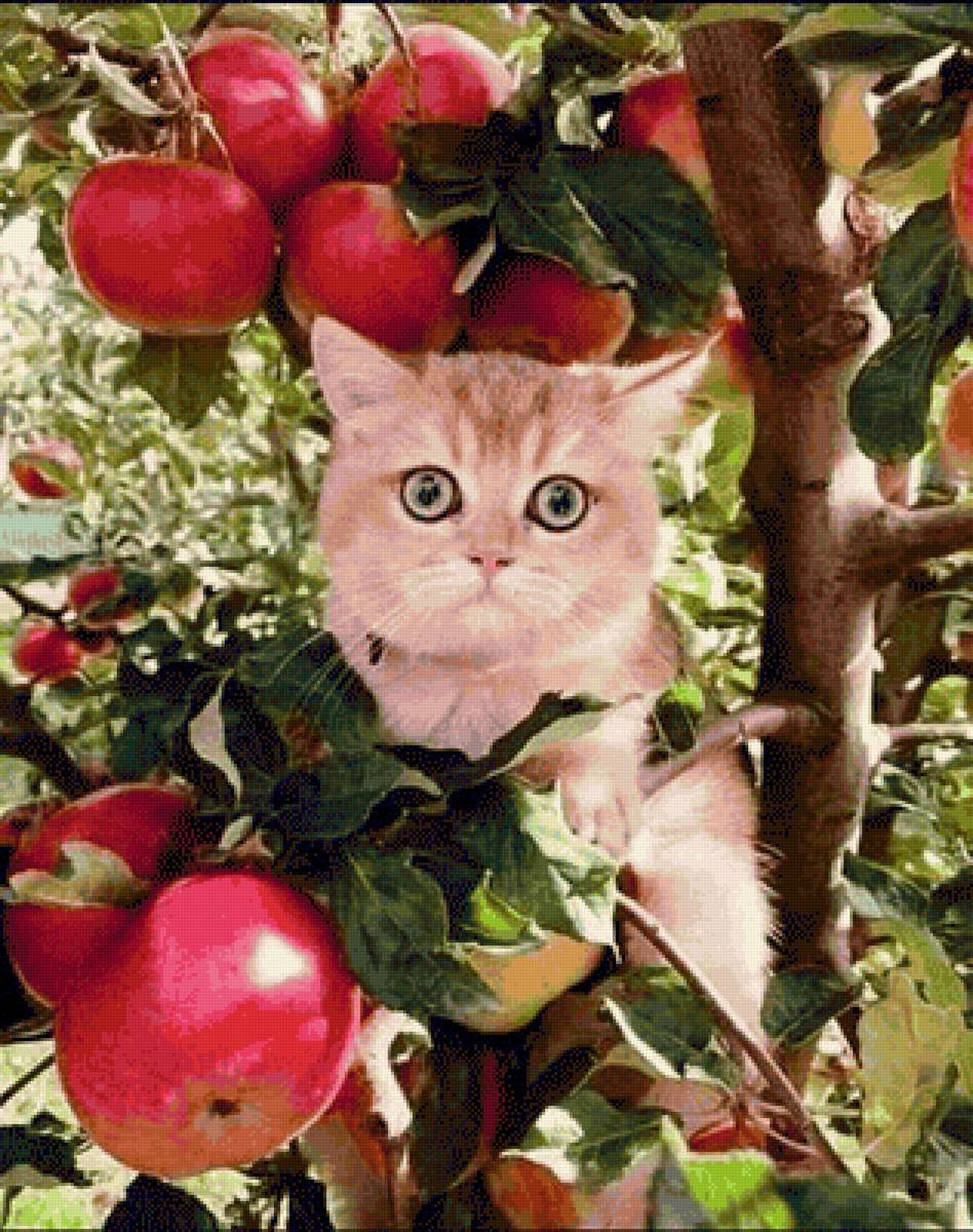 Котик в яблоках