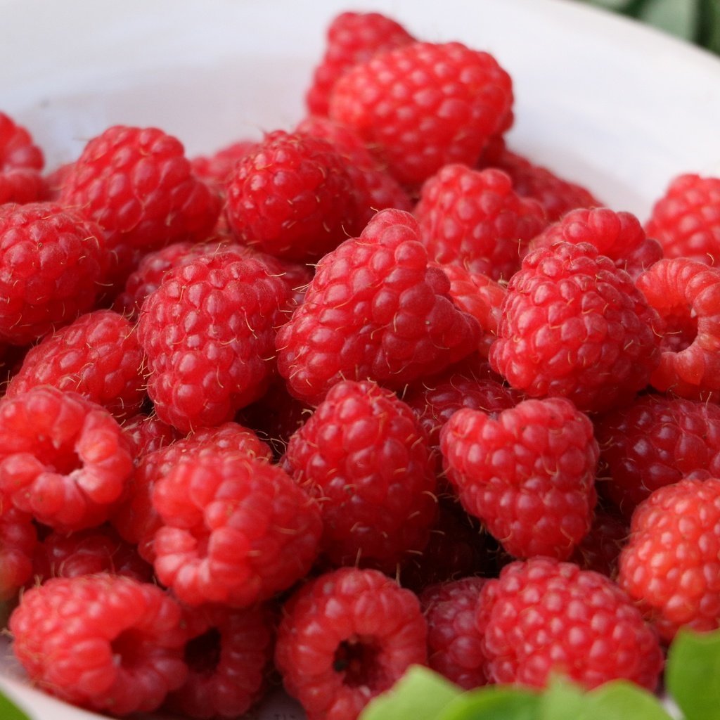 Raspberry Berry