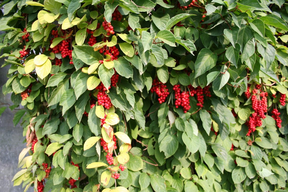 Лимонник китайский (Schisandra chinensis)