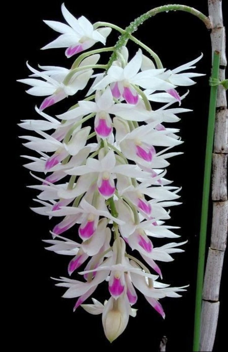 Дендробиум amethystoglossum