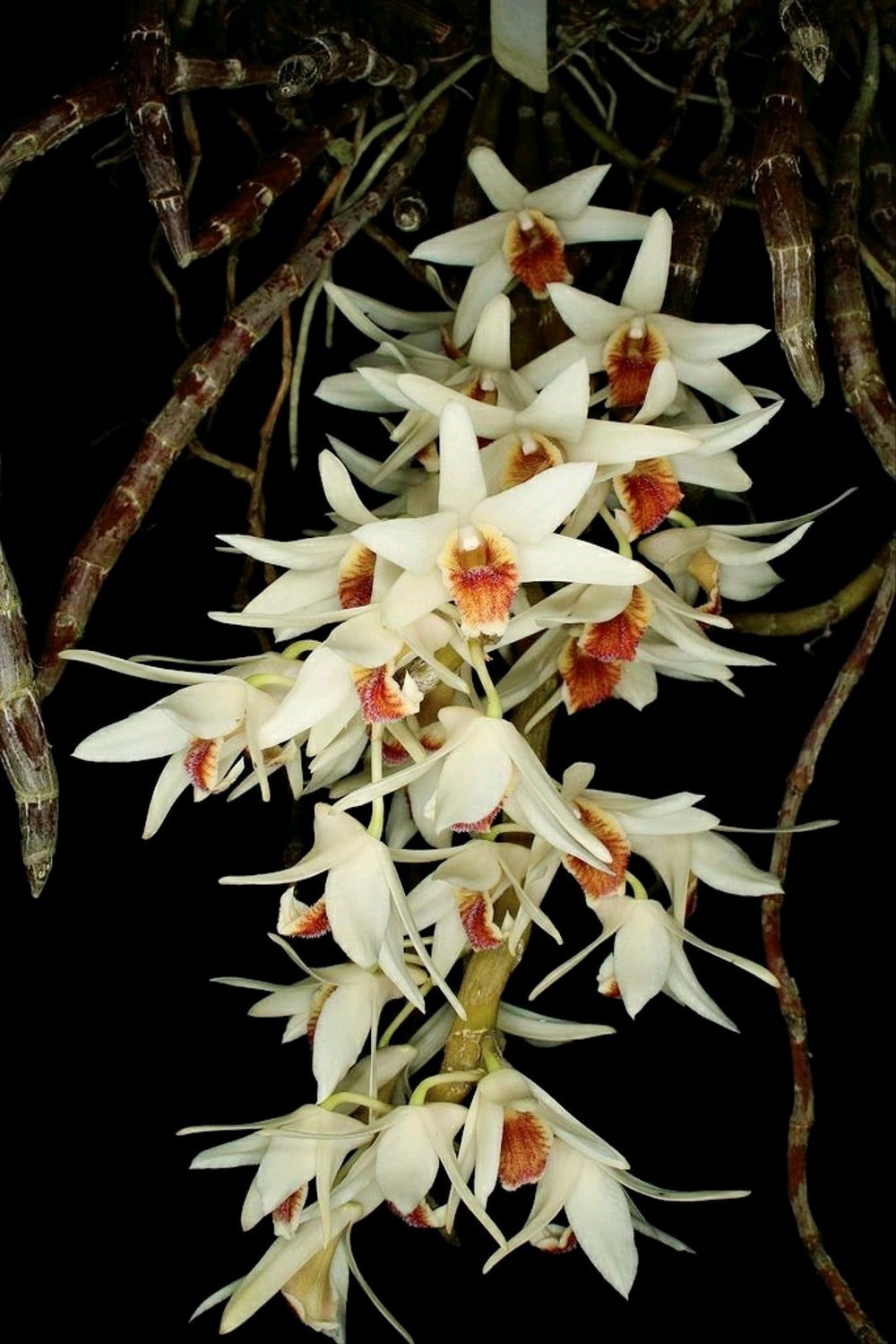 Dendrobium heterocarpum