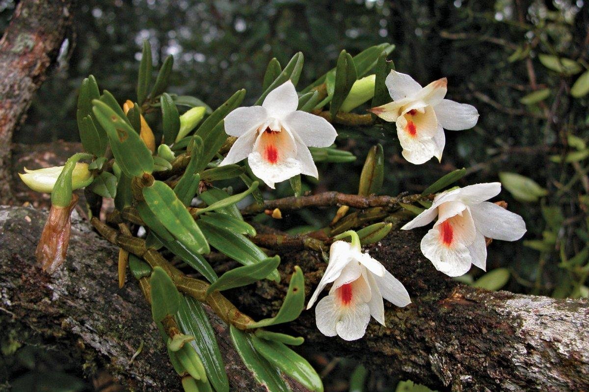 Dendrobium dixanthum