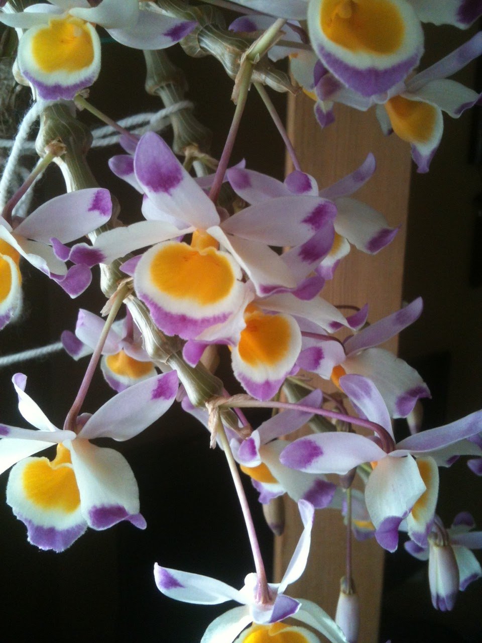 Орхидея Dendrobium Pendulum