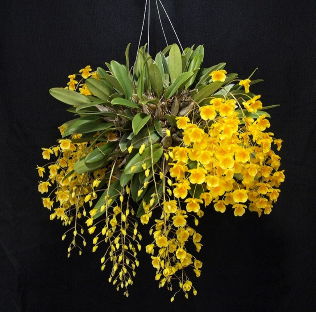 Дендробиум Линдли Dendrobium lindleyi