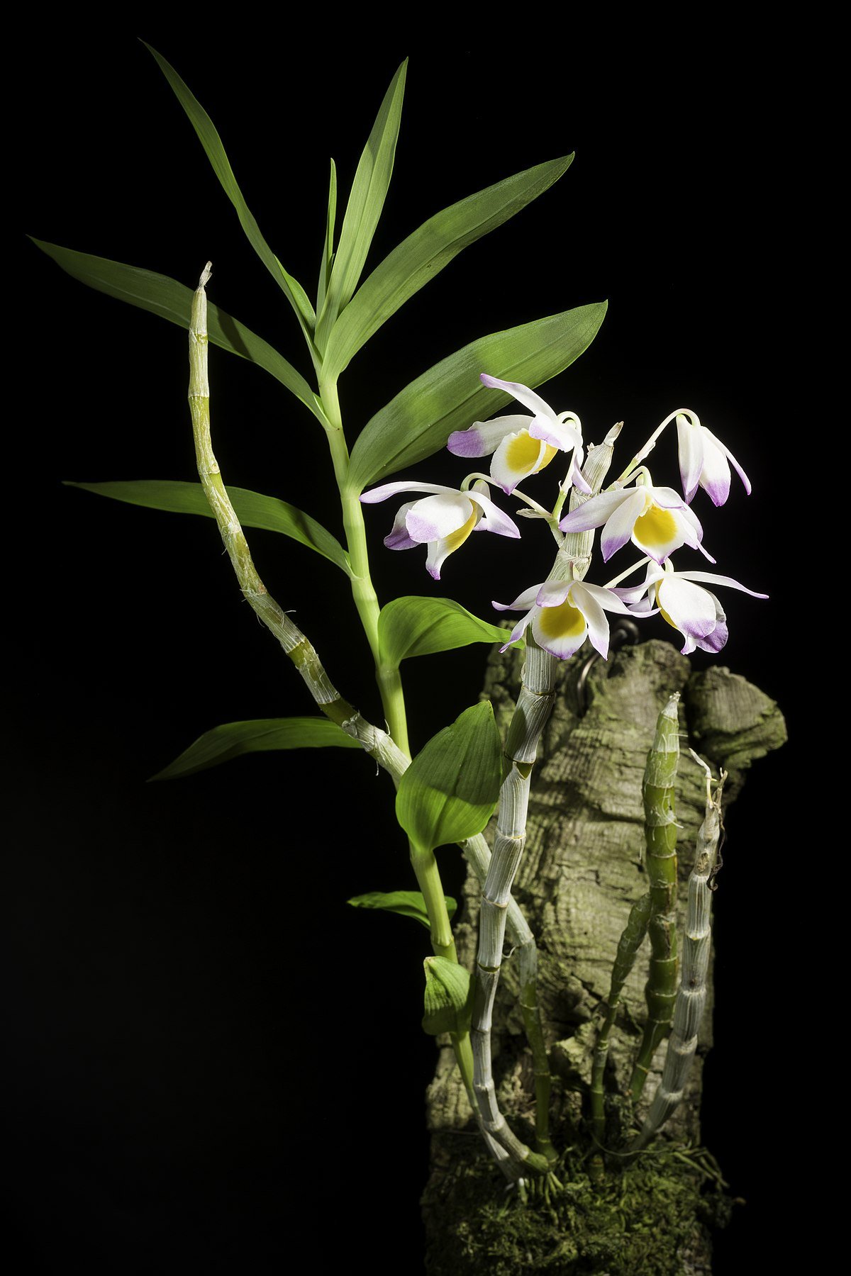 Dendrobium gratiosissimum