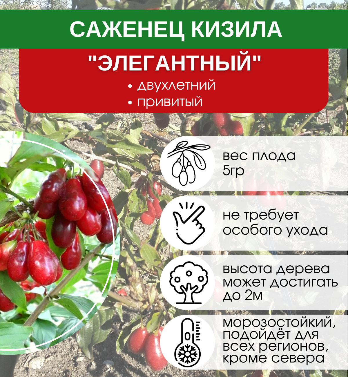 Кизиловая ягода