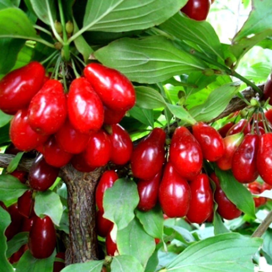 Кизил Cornus mas
