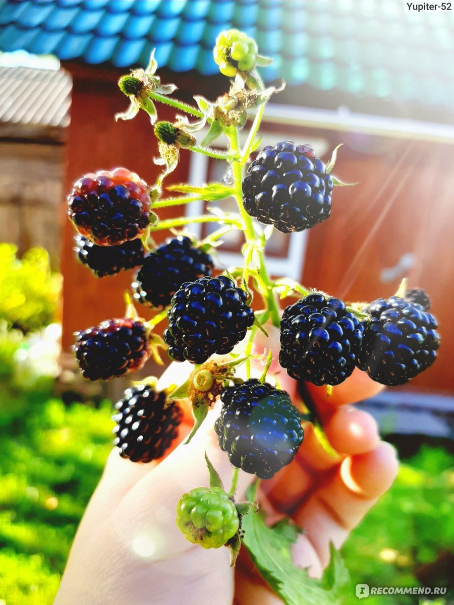 Ежевика куманика