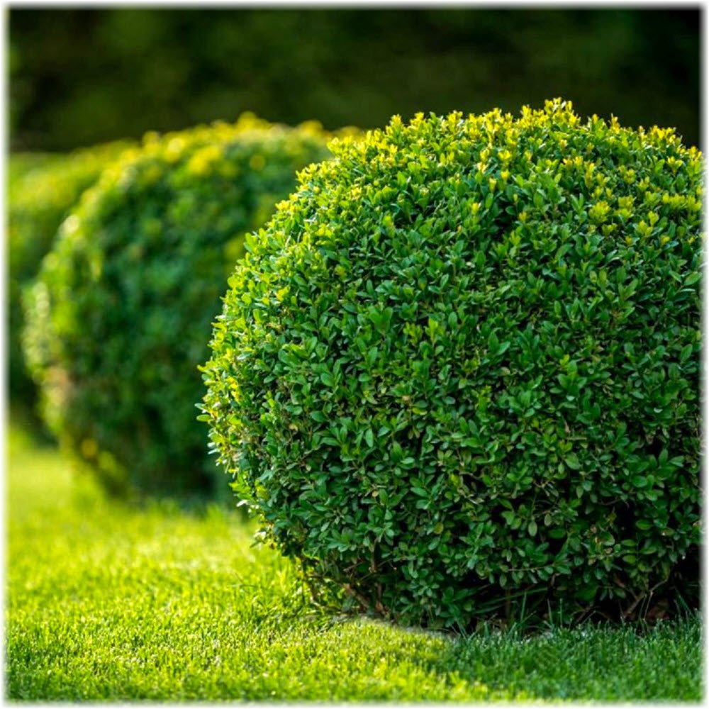 Самшит вечнозеленый Buxus sempervirens