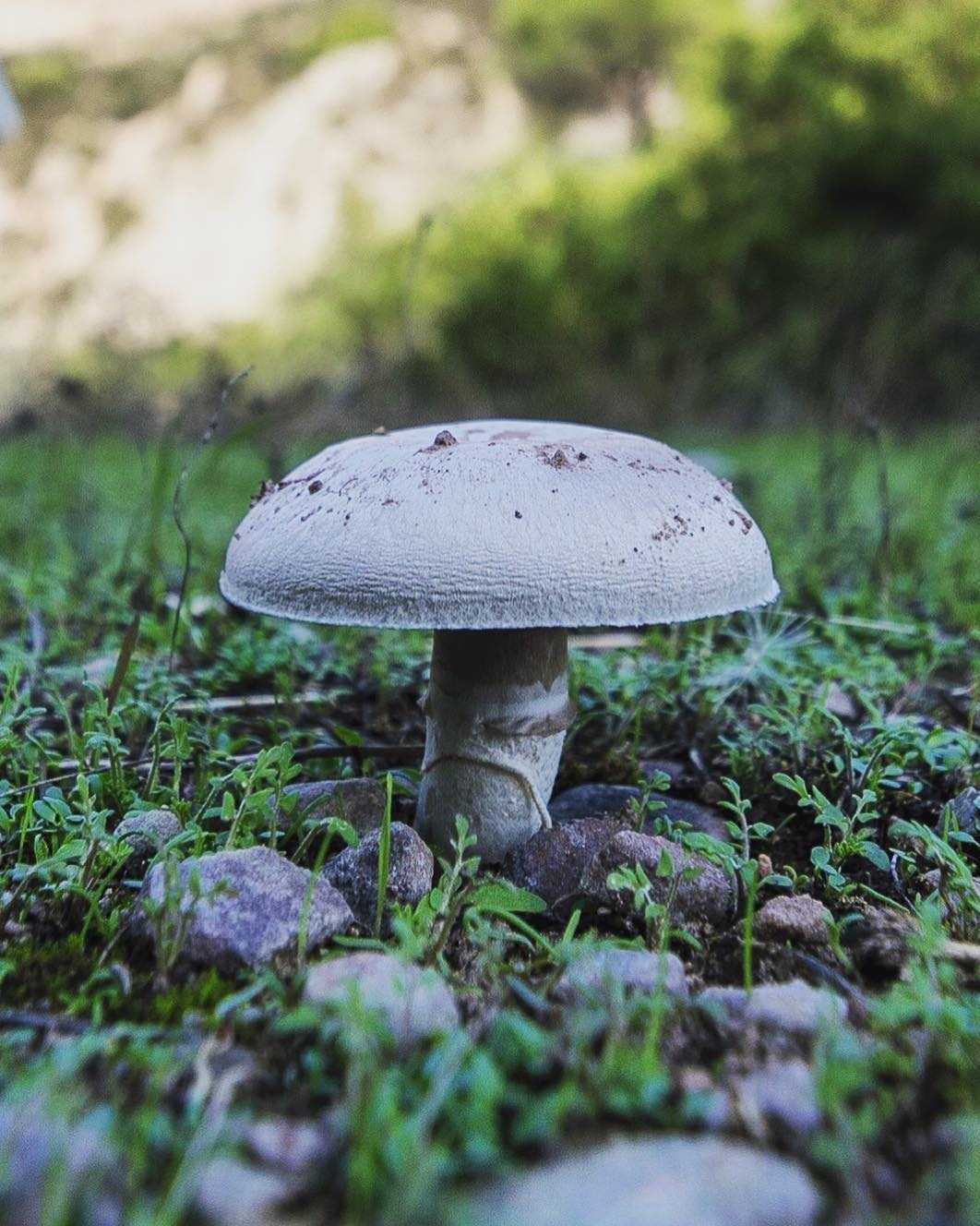 Базидиомикота шампиньон – Agaricus