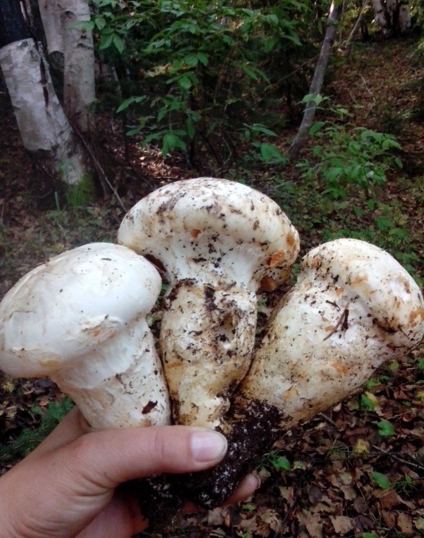 Шампиньоны лрдеый лвойник