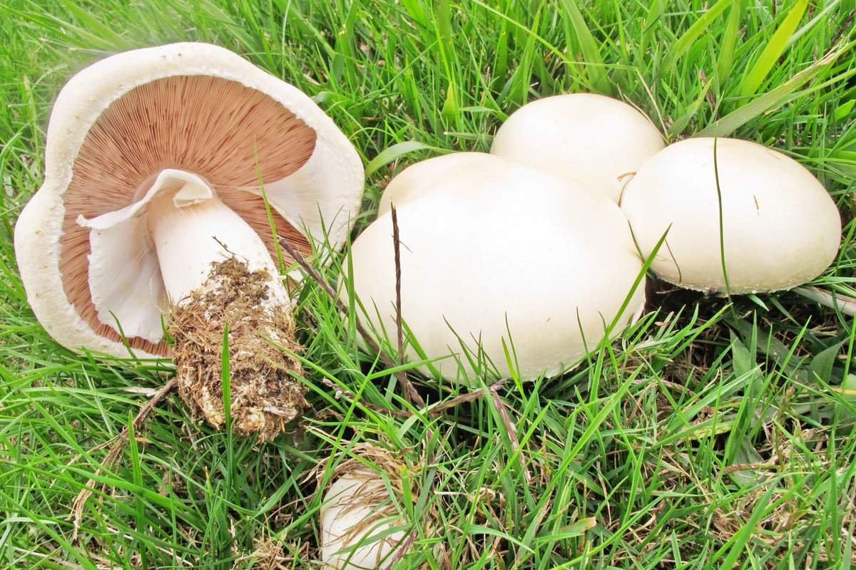 Шампиньон Таблитчатый (Agaricus tabularis)