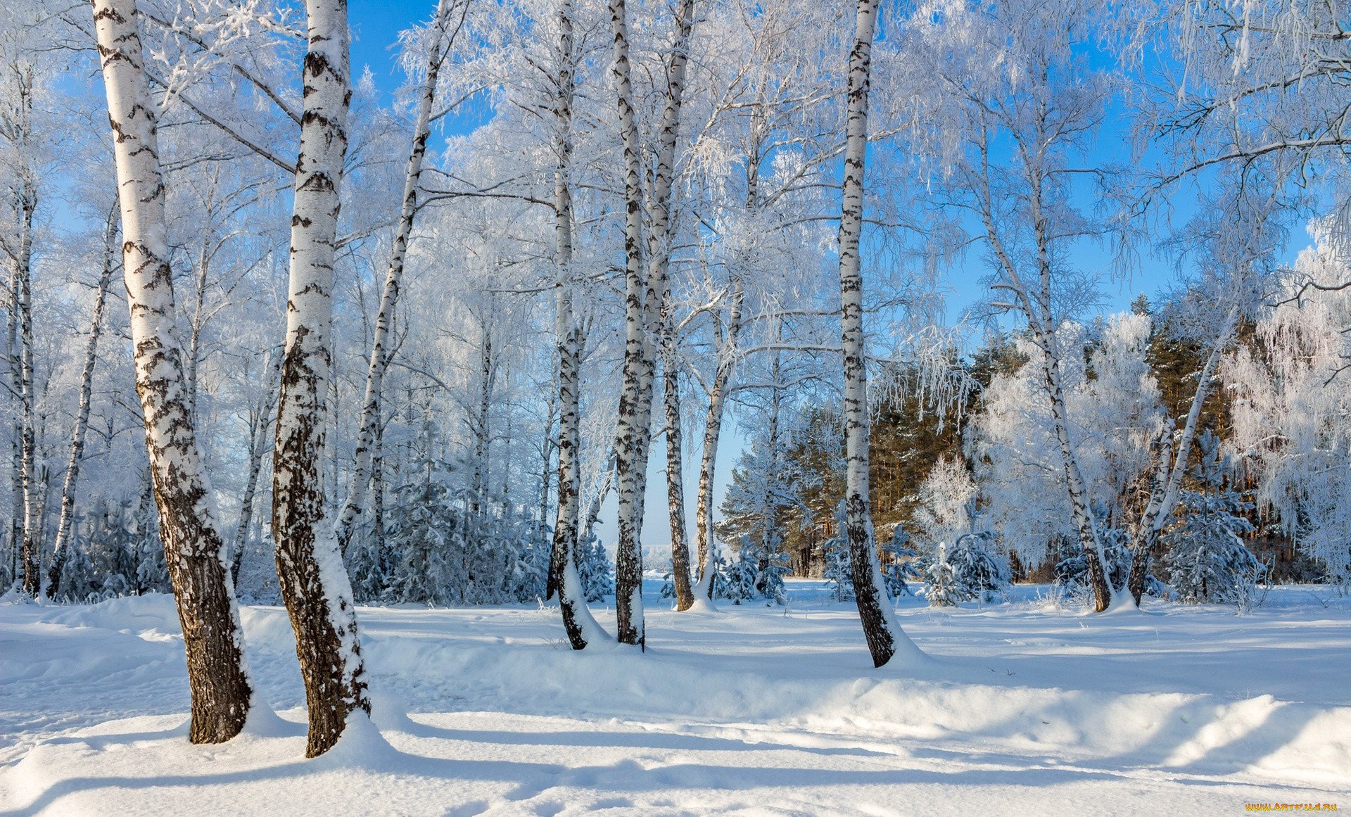Красивая природа февраль. Зимняя природа. Зима в лесу. Березовая роща зимой. Зимой в лесу.