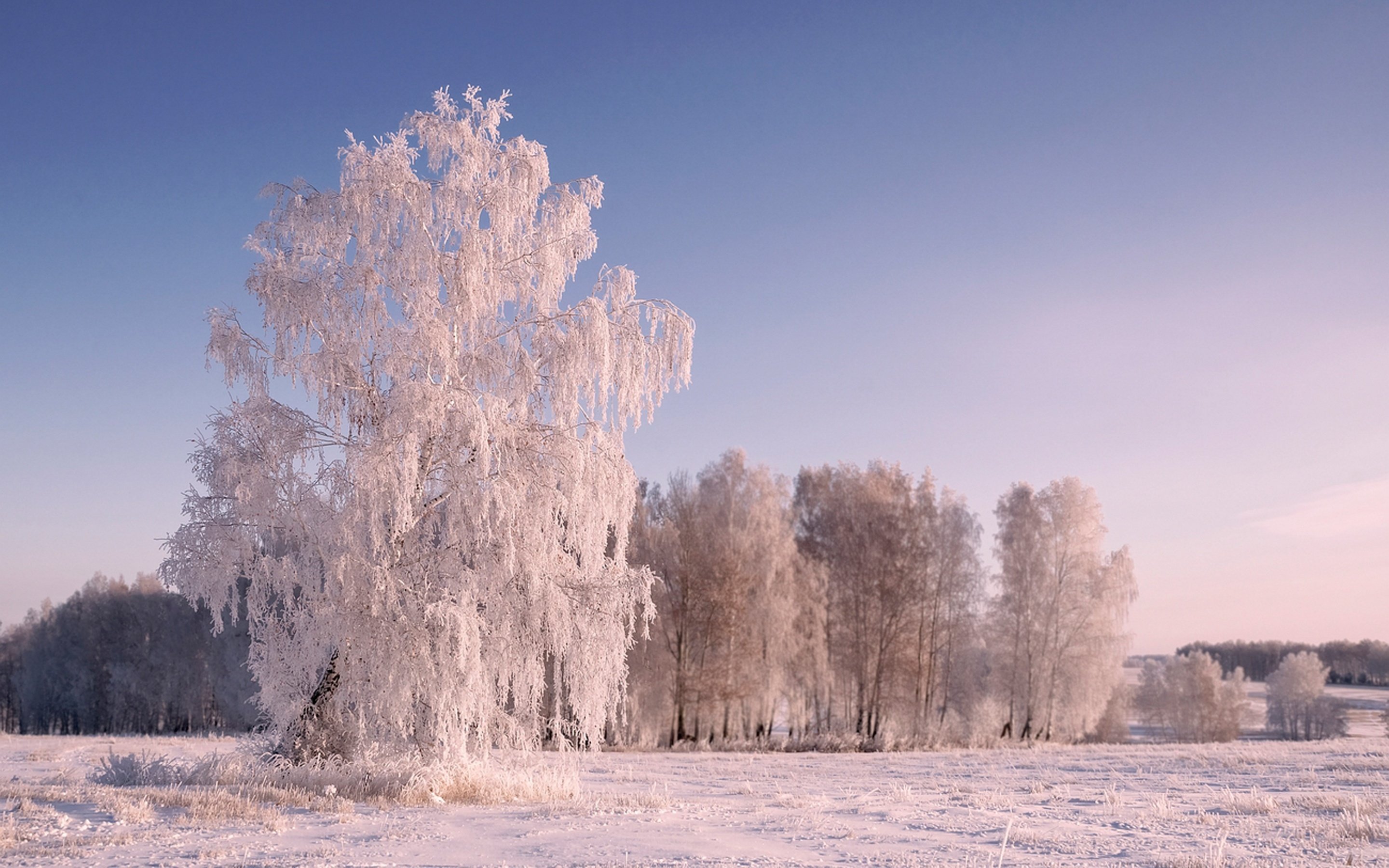 Родной край зимой. Иней на деревьях. Зимнее дерево. Зимний иней на деревьях. Деревья в снегу.