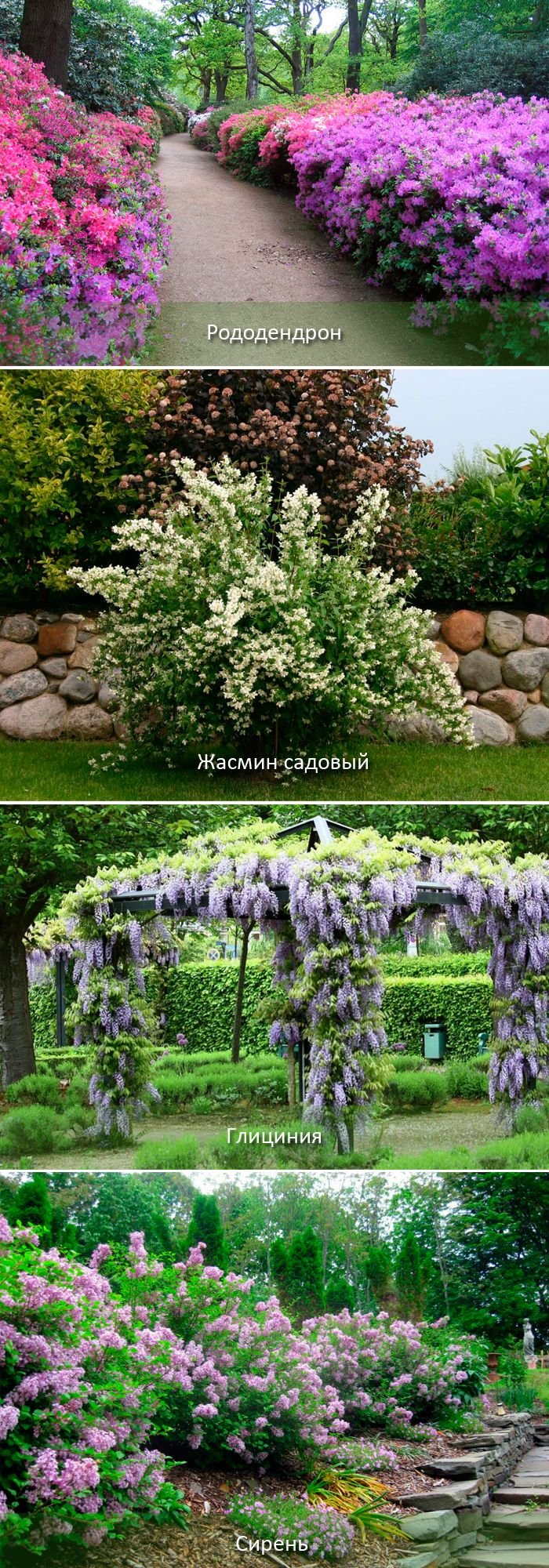 Тенелюбивые декоративные кустарники для сада многолетние