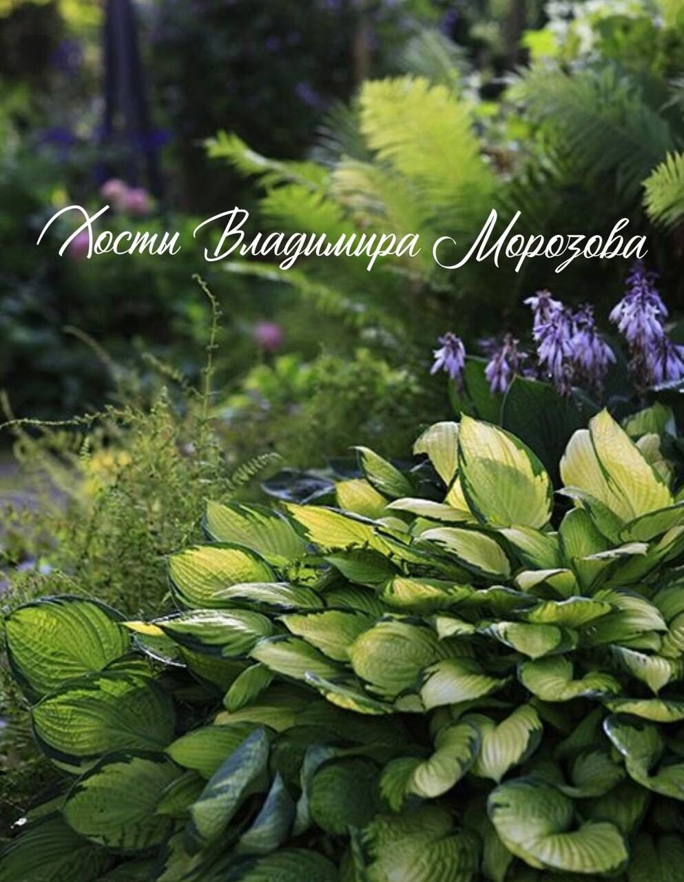 Сад дача Ирины Чадеевой
