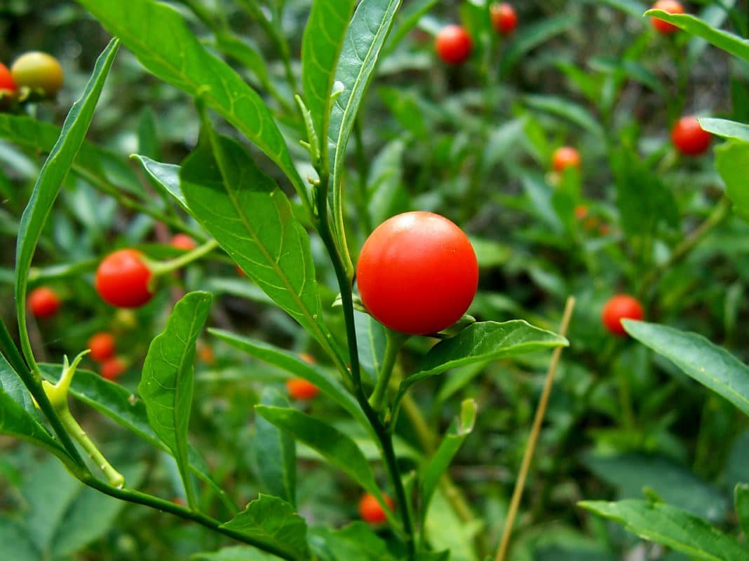 Кубинская вишня ангинник