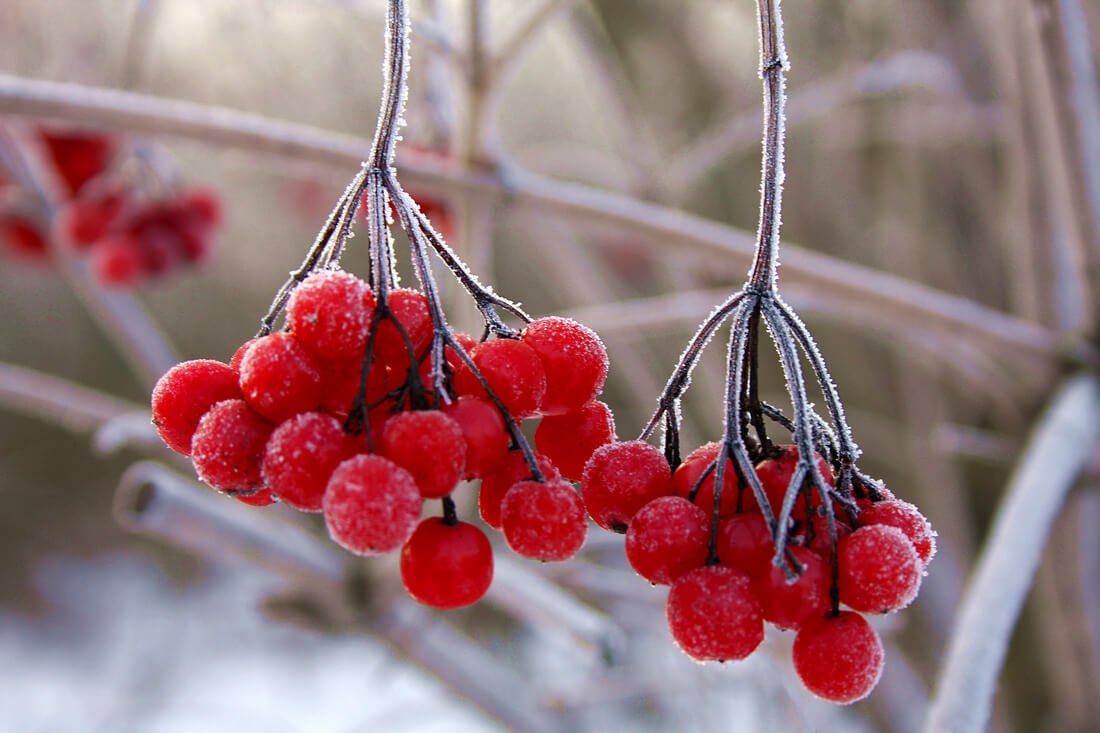 Калина (Viburnum) зимой