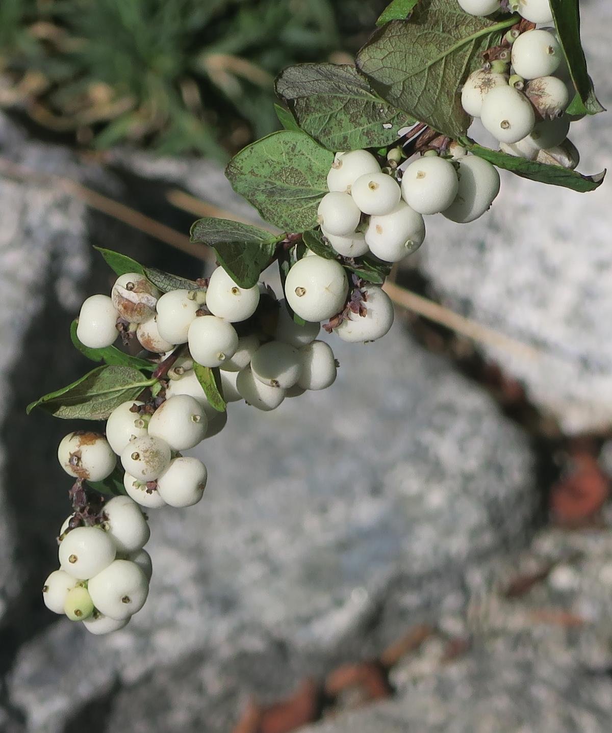 Снежноягодник белый Symphoricarpos Albus