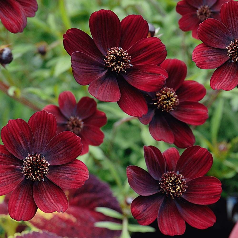 Cosmos atrosanguineus цветок