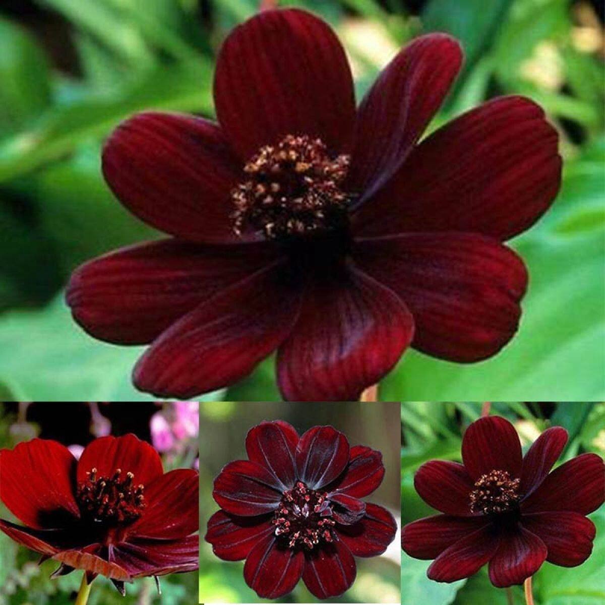 Cosmos atrosanguineus семена