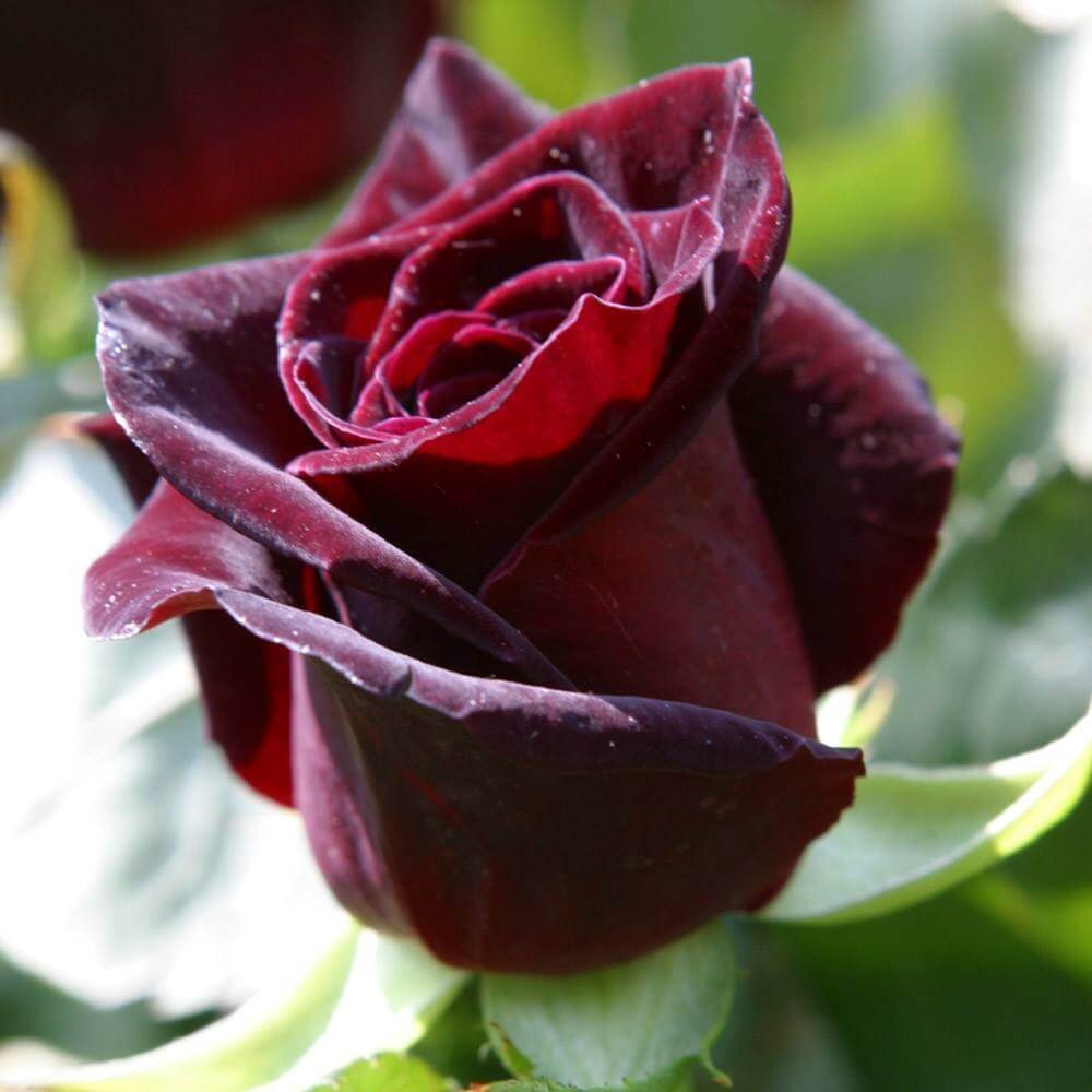 Black Baccara Блэк баккара роза