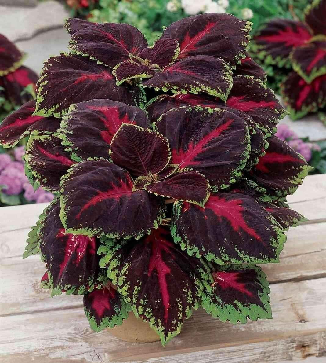 Колеус Crimson Ruffles