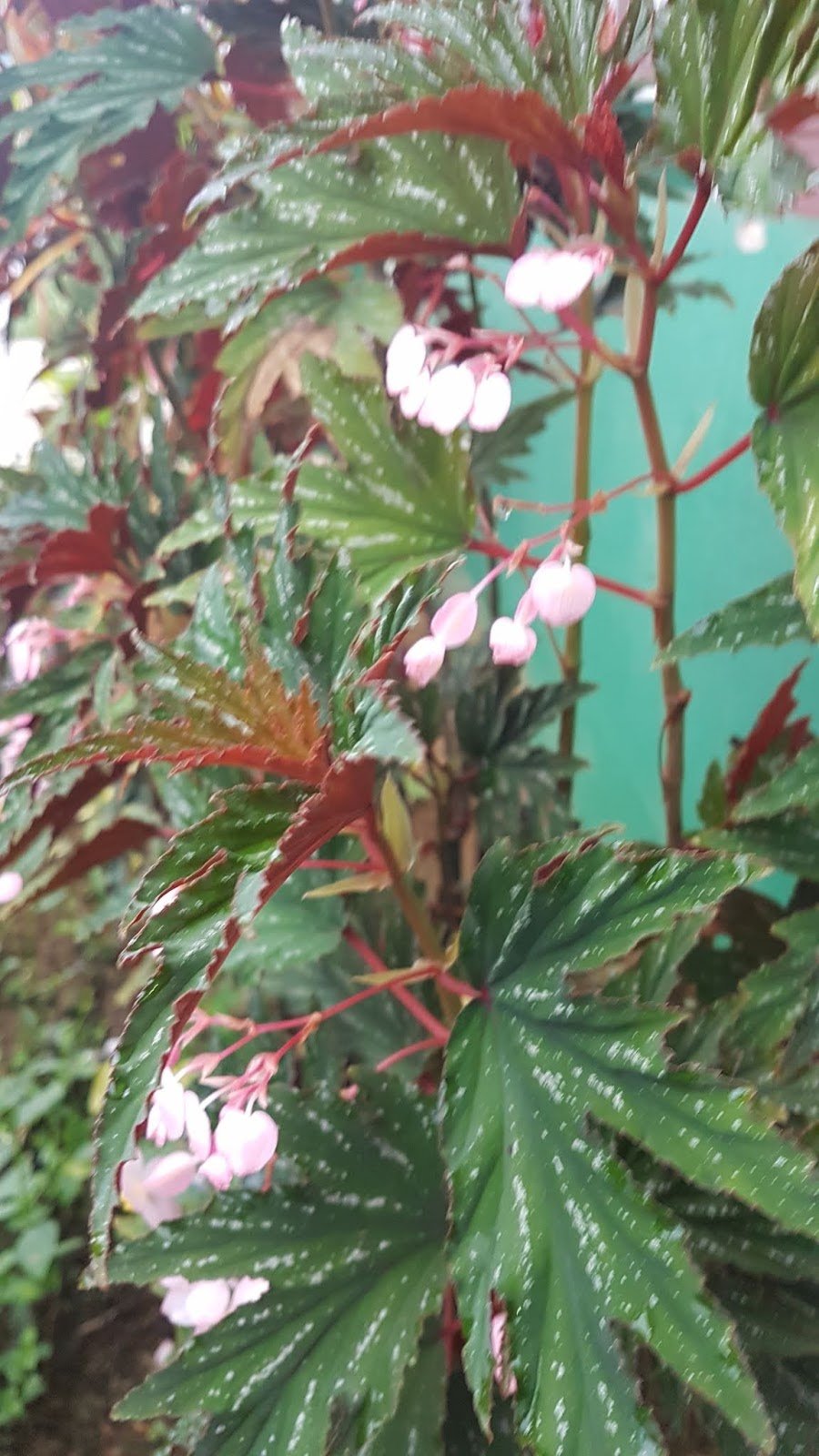 Бегония хуюншаненсис Begonia chuyunshanensis