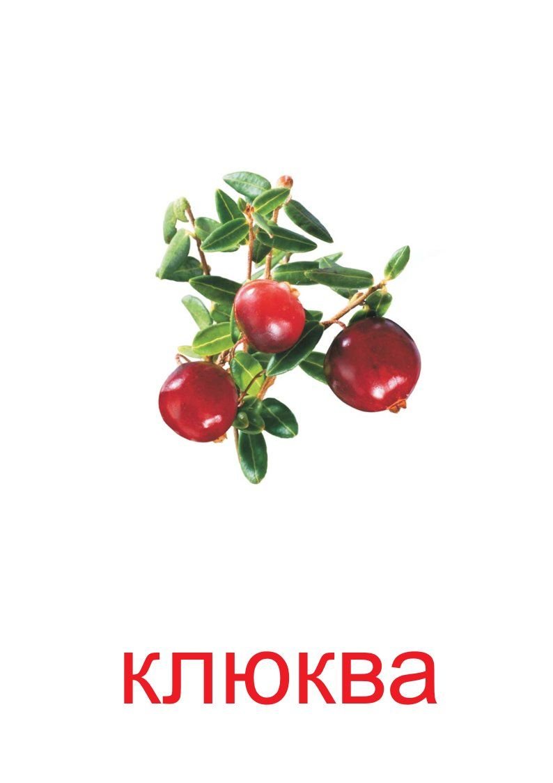 Клюква карточки для детей