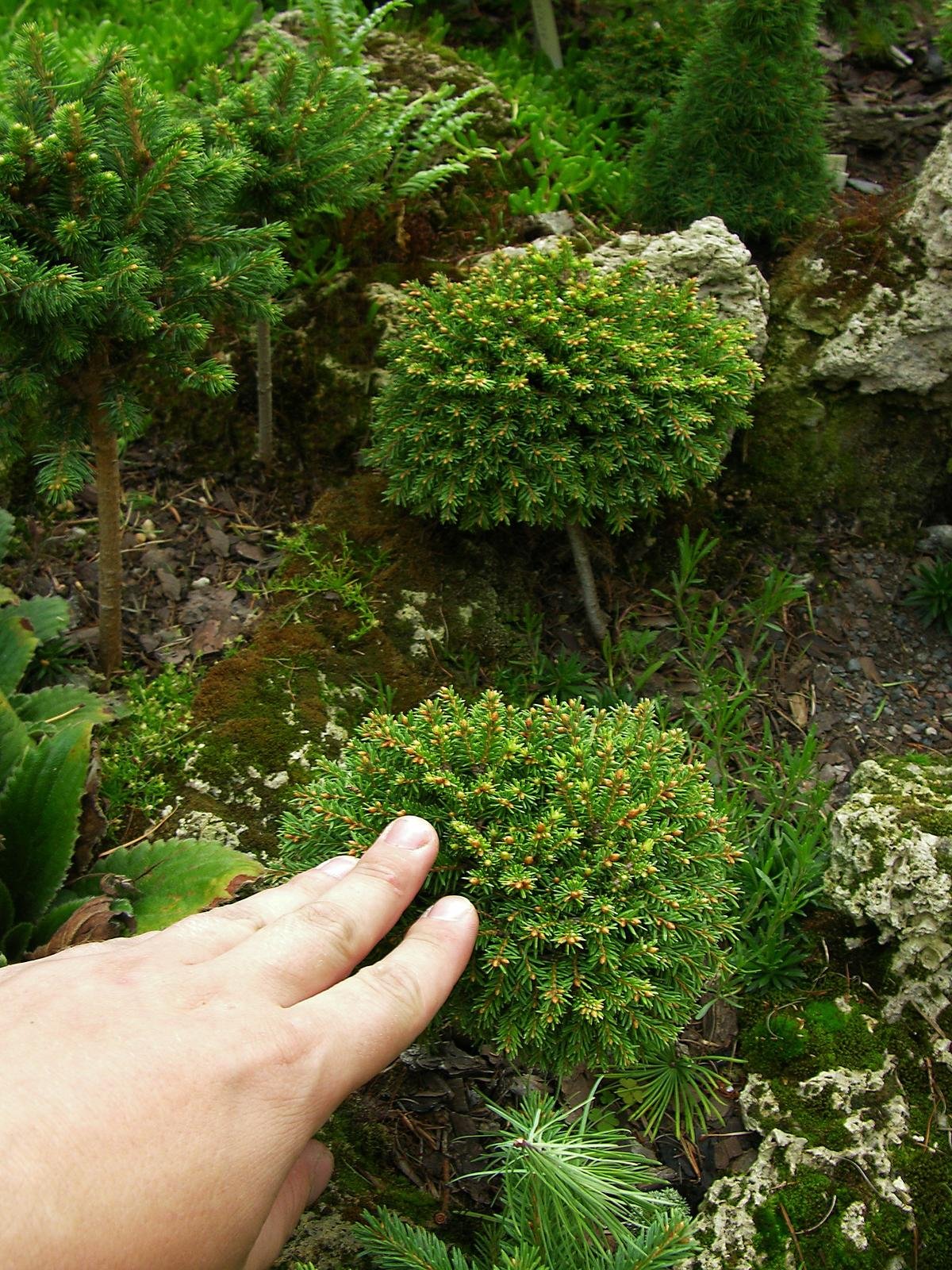 Ель dan's Dwarf