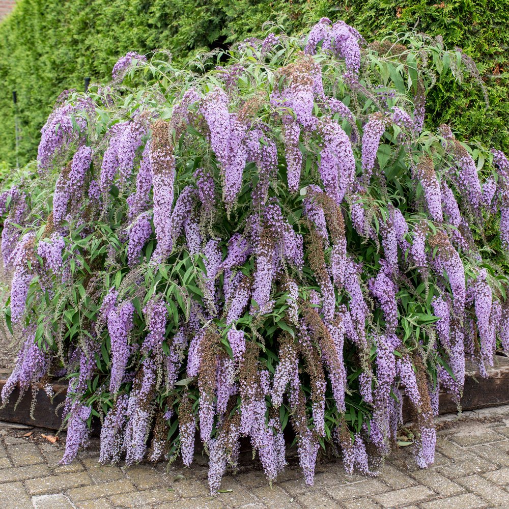 Буддлея Давида Buddleja davidii