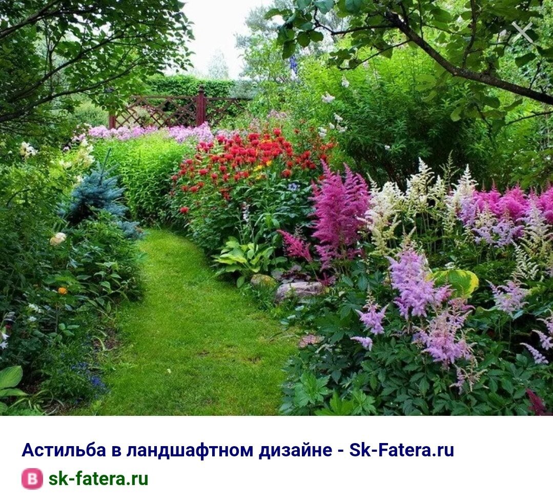 Астильба бордюр