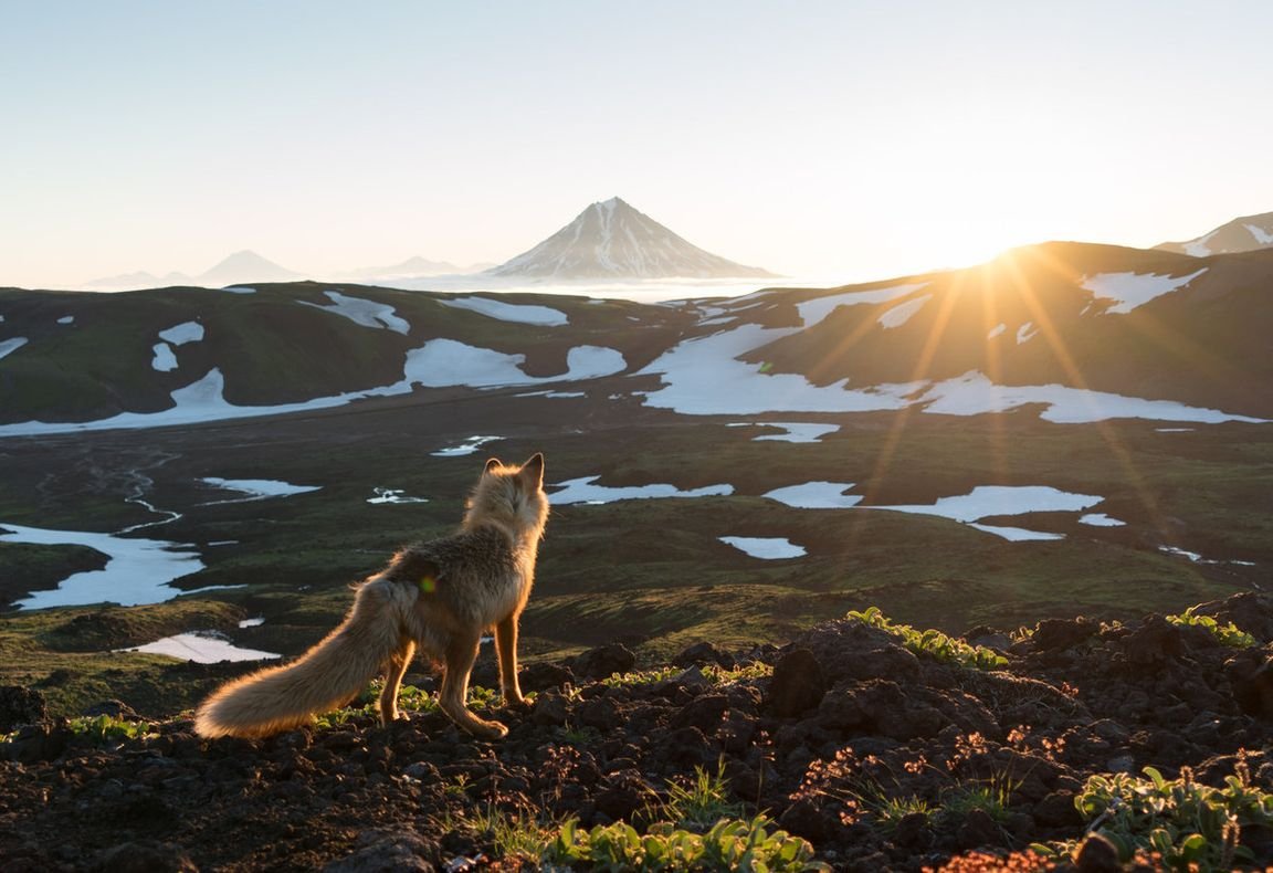 Дикая природа России National Geographic