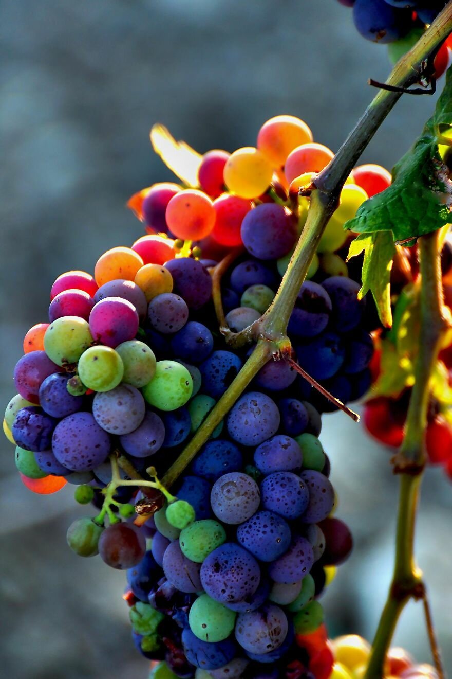 Rainbow grapes виноград