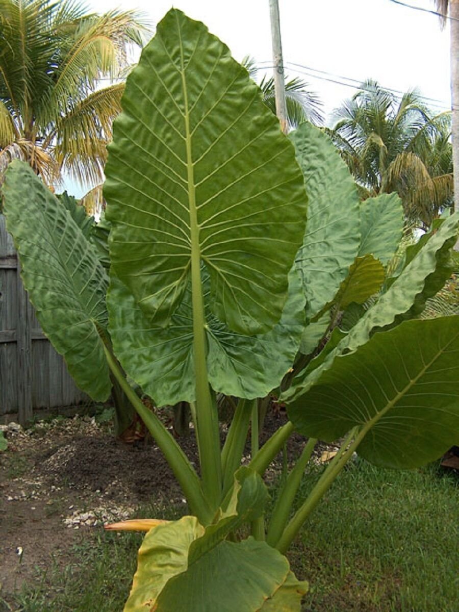 Алоказия макрориза Borneo giant