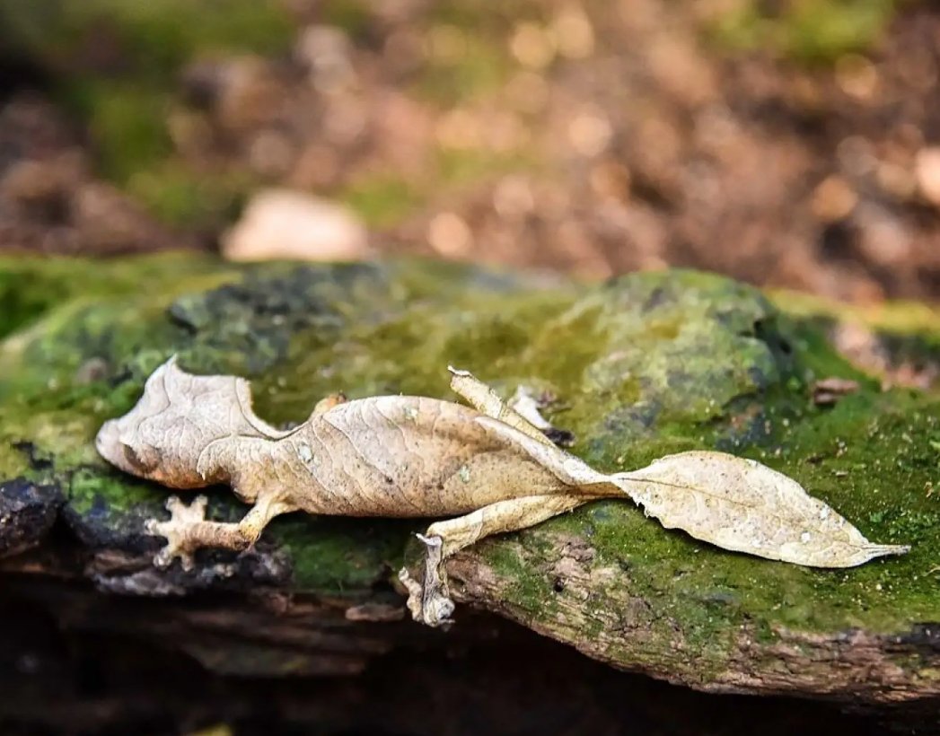Uroplatus phantasticus