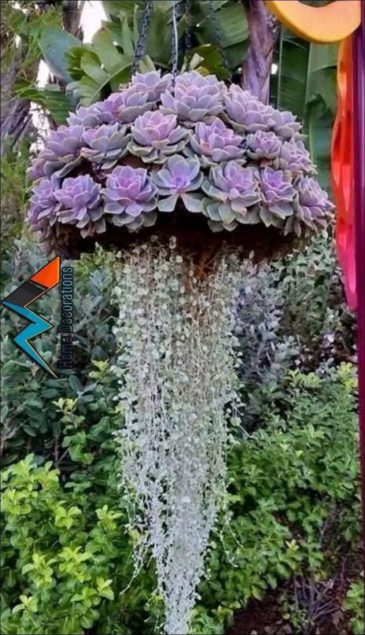 Дихондра ампельная серебристая
