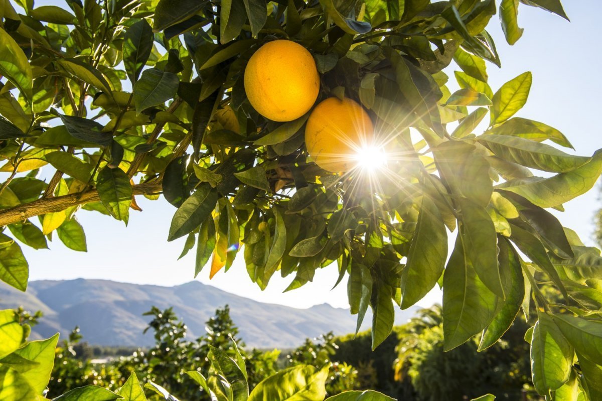 Lemon Citrus Limon Италия