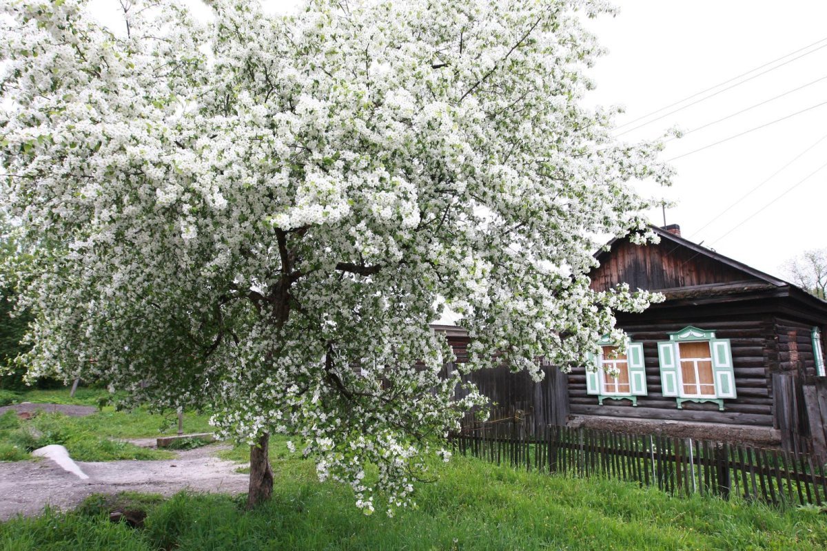 Село Константиново черемуха